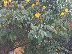Cochlospermum religiosum