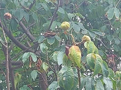 Cochlospermum religiosum