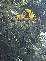Cochlospermum religiosum