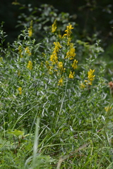 Genista tinctoria