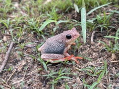 Hyperolius parallelus