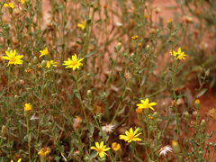 Heterotheca polothrix