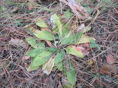 Viola gmeliniana