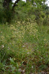 Trinia glauca