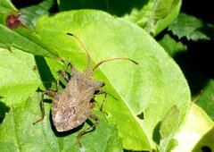 Coreus marginatus