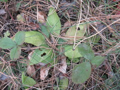 Viola gmeliniana