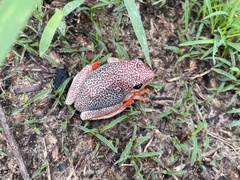 Hyperolius parallelus