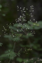 Galium sylvaticum