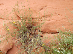 Heterotheca polothrix