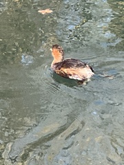 Tachybaptus ruficollis