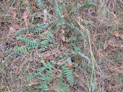 Oxytropis strobilacea