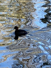 Tachybaptus ruficollis