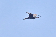 Phalacrocorax carbo