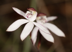 Caladenia gracilis