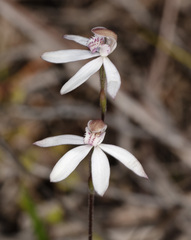 Caladenia gracilis