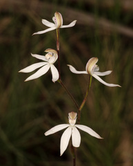 Caladenia gracilis