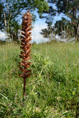 Orobanche amethystea