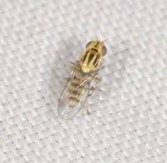 Chloromerus