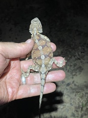 Agama armata