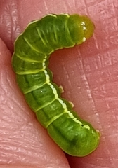 Pericyma cruegeri