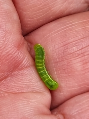 Pericyma cruegeri