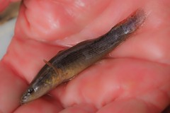 Oxyeleotris lineolata