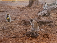 Chlorocebus pygerythrus hilgerti