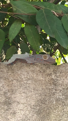 Gekko gecko