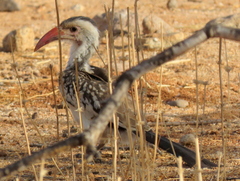 Tockus damarensis