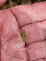 Pericyma cruegeri