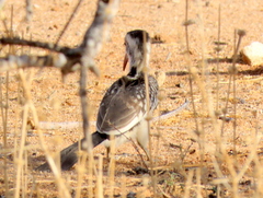 Tockus damarensis