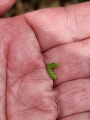 Pericyma cruegeri