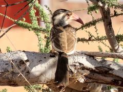 Tockus damarensis