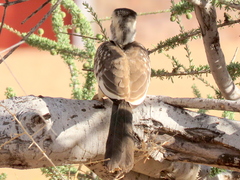 Tockus damarensis