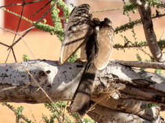 Tockus damarensis