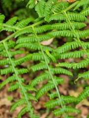 Pericyma cruegeri