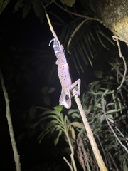 Carphodactylus laevis