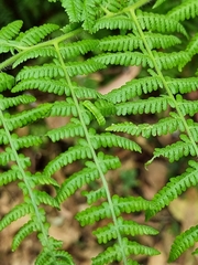 Pericyma cruegeri