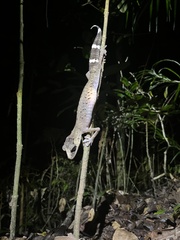 Carphodactylus laevis