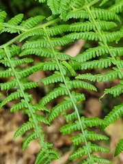 Pericyma cruegeri