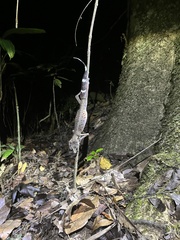 Carphodactylus laevis