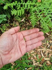 Pericyma cruegeri