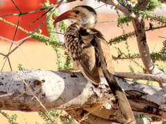 Tockus damarensis