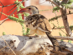Tockus damarensis