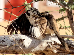Tockus damarensis