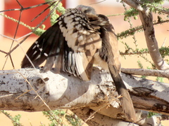 Tockus damarensis