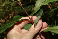 Syzygium ingens
