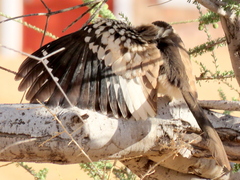 Tockus damarensis