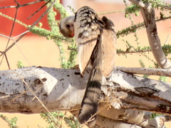 Tockus damarensis