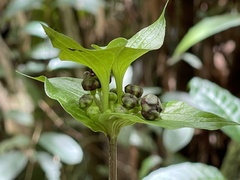 Tacca